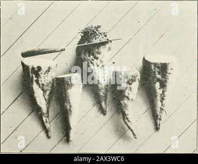 Geschäftsbericht ..[Bulletins und Rundschreiben] . ^ im Achtree. C Halten Sie Obstbäume gut genährt, stimulieren Sie aber nicht zu einem überkräftigen Wachstum. S. W. Fletcher. Bulletin 182. April 1900. Cornell University Agricultural Experiment Station. ITHACA, N. Y. LANDWIRTSCHAFTLICHE ABTEILUNG. Zuckerrüben-Investitionen für M. Von J. L. STONE und L. A. CLINTON. HERAUSGEGEBEN VON DER UNIVERSITÄT, ITHACA, N. Y. 1900. OROANIZATION. VORSTAND DAS KURATORIUM DER UNIVERSITÄT. Der LANDWIRTSCHAFTS- UND STATIONSRAT JACOB GOULD SCHURMAN, Präsident der Universität. Franklin C. CORNELL, Treuhänder der Universität. Stockfoto