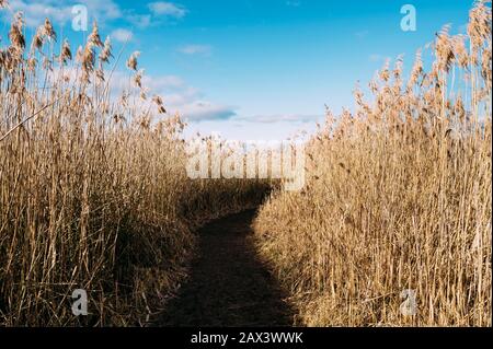Fußweg führt durch Schilfgürtel, Naturschutzgebiet, Halbinsel Mettnau, Radolfzell, Landkreis Konstanz, Baden-Württemberg, Deutschland Stockfoto