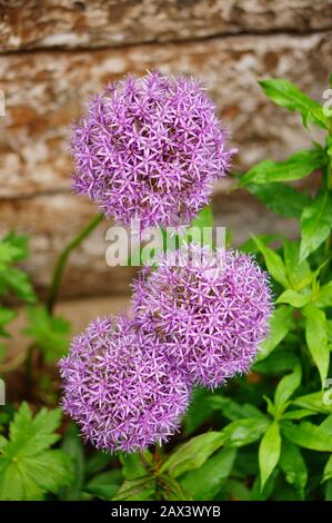 Schöne Aufnahme von Gladiator-Allium-Blumen vor einem Wand im Garten Stockfoto