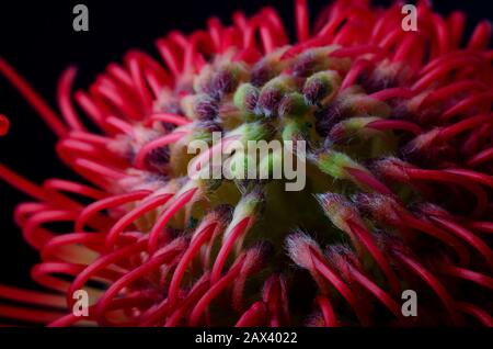 Nahaufnahme einer wunderschönen pinkushion aus protea, Symbol für Stärke, Beharrlichkeit und Wohlstand. Leucospermum cordifolium, rotes Pincushion-protea an Stockfoto