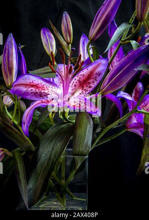 Nahaufnahme eines schönen Bouquets von lila Sterngucker Lilie Knospen Und blüht in einer Vase isoliert Stockfoto