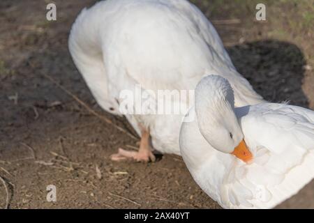 Loseup von zwei Farmenten, die ihre Federn putzen Stockfoto