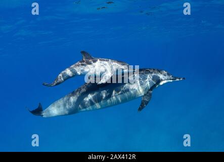 Mutter und Kalb spucken Delfine vor der Küste von Maui, Hawaii. Mamma und Kalb Stockfoto