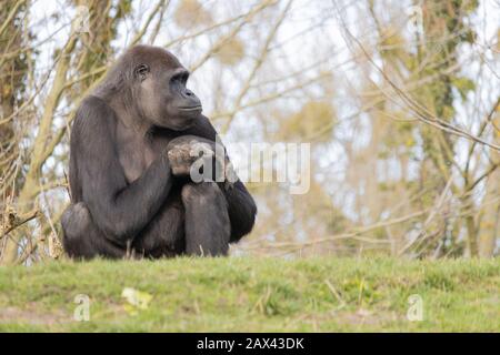 Nahaufnahme eines Gorillas, der bequem auf einem Hügel sitzt Und träumerisch in die Ferne schauen Stockfoto