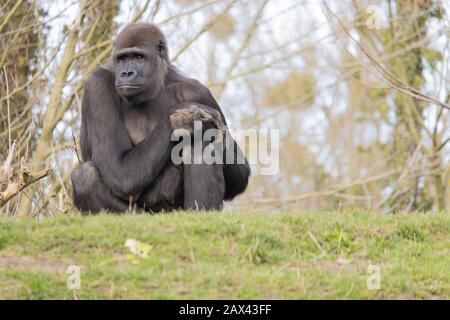 Nahaufnahme eines Gorillas, der bequem auf einem Hügel sitzt Und träumerisch in die Ferne schauen Stockfoto