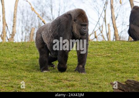 Nahaufnahme eines Gorillas, der beim Betrachtend auf einem läuft Feld von grünem Gras in einem Zoo Stockfoto