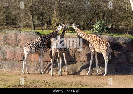 Langer Schuss von drei Giraffen in einem Zoo, der Heu isst Von einem Futterhäuschen auf einer Betonwand Stockfoto