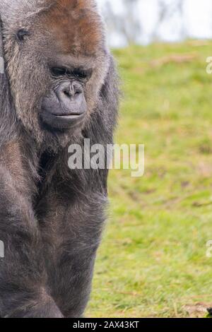 Nahaufnahme eines Gorilla in tiefem Denken Stockfoto