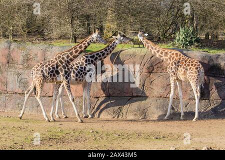 Langer Schuss von drei Giraffen in einem Zoo, der Heu isst Von einem Futterhäuschen auf einer Betonwand Stockfoto