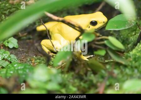 Nahaufnahme des goldenen Giftfrosches auf Wald mit Blätter im Vordergrund Stockfoto