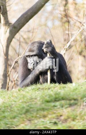 Nahaufnahme eines Gorillas in tiefem Denken gestützt durch Ein Stock Stockfoto