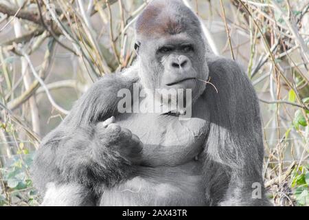 Nahaufnahme eines Gorillas, der aufsitzt und einen macht Faust mit einem Zweig im Mund Stockfoto