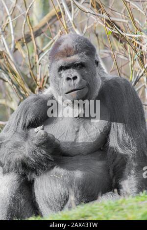 Nahaufnahme eines wachsamen Gorillas, der auf einem Feld sitzt Von Gras mit Ästen auf dem Hintergrund Stockfoto