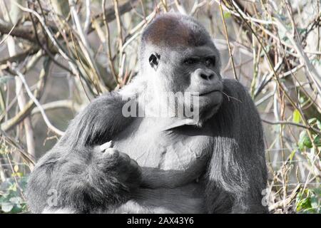 Nahaufnahme eines Gorillas, der aufsitzt und einen macht Faust mit einem Zweig im Mund Stockfoto