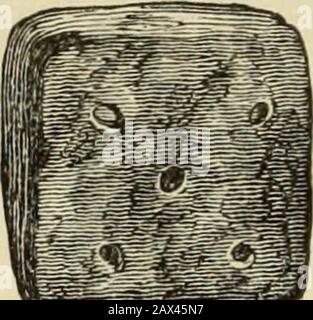 Ilios; die Stadt und das Land der TrojansDie Ergebnisse von Forschungen und Entdeckungen auf dem Gelände von Troja und in der ganzen Straße in den Jahren 1871-72-73-78-79, einschließlich einer Autobiografie des Autors . Stockfoto