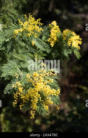 Akaziendealbata - Silber-Wattbaum-Blüte - Nahaufnahme. Stockfoto