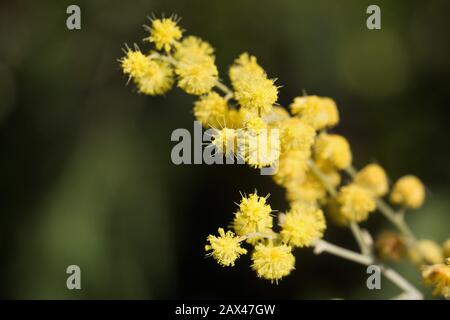 Akaziendealbata - Silber-Wattbaum-Blüte - Nahaufnahme. Stockfoto