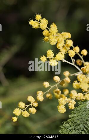 Akaziendealbata - Silber-Wattbaum-Blüte - Nahaufnahme. Stockfoto