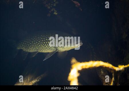 Esox luzius unter Wasser, Hecht schwimmend unter Wasser Stockfoto