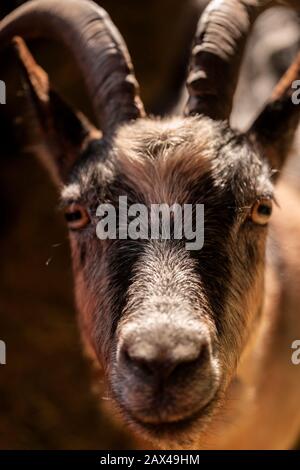 Capra Aegagrus hircus Nahaufnahme, Ziegengesicht Makrobild Stockfoto