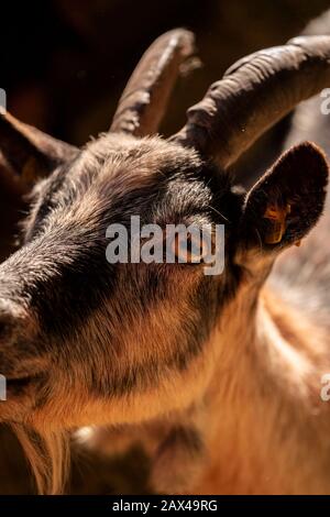 Capra Aegagrus hircus Nahaufnahme, Ziegengesicht Makrobild Stockfoto