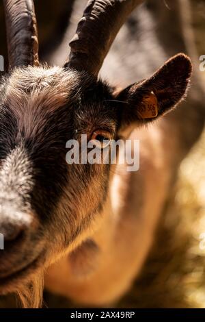 Capra Aegagrus hircus Nahaufnahme, Ziegengesicht Makrobild Stockfoto
