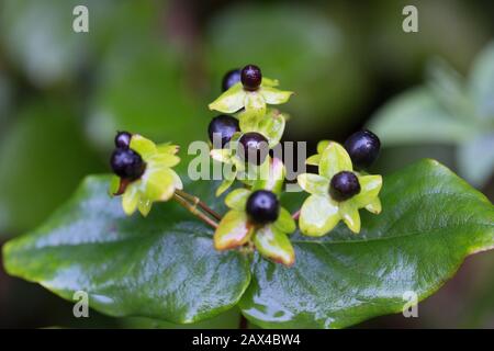 Hypericum androsaemum im Winter. Stockfoto