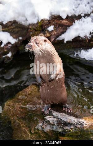 Lutra Lutra steht auf einem Felsen, Otter Nahaufnahme Bild auf einem Felsen Stockfoto