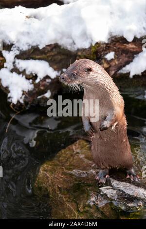 Lutra Lutra steht auf einem Felsen, Otter Nahaufnahme Bild auf einem Felsen Stockfoto