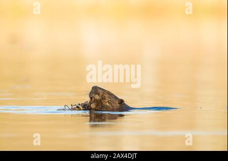 Nordamerikanischer Biber (Castor canadensis), Herbst, Nordamerika, von Dominique Braud/Dembinsky Photo Assoc Stockfoto