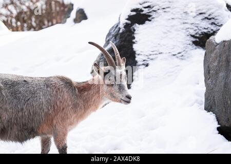 Capra Aegagrus hircus Nahaufnahme, Ziegengesicht Makrobild Stockfoto