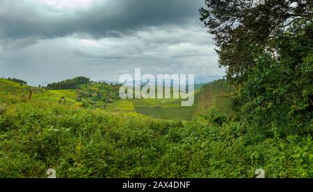 Panoramablick auf die Landschaft und die Felder im Undurchdringlichen Bwindi Forest, im Undurchdringlichen Bwindi National Park, im Distrikt Kanungu, in der Western Region, in Uganda Stockfoto
