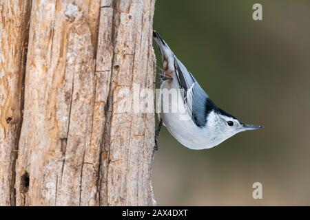 Weißbärige Nuthatch (Sitta carolinensis), Klettern am Baumstamm, E Nordamerika, von Dominique Braud/Dembinsky Photo Assoc Stockfoto