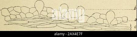 Bulletin. Retirugis sécarte entièrement.Ceci connu, étudions séparément chacun de ces types. (1) Caractères anatomiques des Agaricinés. (Bulletin de la Société des Sciences de Nancy), 1901. ESPÈCES CRITIQUÉS D AGAKICIXÉS. 1er-Typ. - Le Premier type, dans lequel se rangentP. Campanulatus et P. sphinctrinus, est netement caractérisépar ce la couche de revêtement du chapeau, aussi bien parla forme que par la Dimension de ses éléments, diffère absolu-ment des tissus sur lesquels elle repose. Elle est constituée eneffet par des cellules polyédriques irrégulières, sensiblementisodiamétriques, Stockfoto