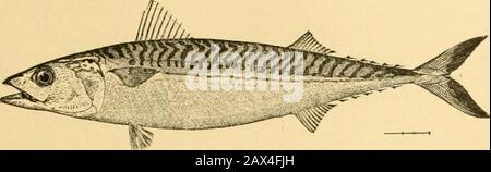 Fische. Abb. 104.-Codfbh, Gadxis Callarins L. Eastport, Maine. Cephalus im Pazifik) schwärmt ebenfalls in allen nördlichen Meeren, nimmt den Haken leicht und ist bessere Nahrung, wenn sie gesalzen und angetriebt wird, als wenn sie frisch ist. Fische als Nahrung für Den Menschen 141 Weiter in wirtschaftlicher Bedeutung steht wahrscheinlich die Makrele des Atlantiks {Scomber scoinbrus), ein reicher, öliger Fisch, der besser salzend als die meisten trägt. Abb. 105.-Makrele, Scomber scombrus L. New York. Nicht weniger wichtig ist der große Königslachs, oder Quinnat (Oii-CorliyncJius tschawytscha), und der noch wertvollere Blau-Rücklachs, oder Rotfisch {Oncorhyn Stockfoto