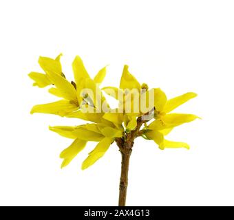 Forsythia (Oleaceae) blüht isoliert auf weiß. Stockfoto