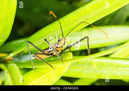 Milchweed-Asassin-Wanze (Zelus longipes). Florianopolis, Santa Catarina, Brasilien. Stockfoto