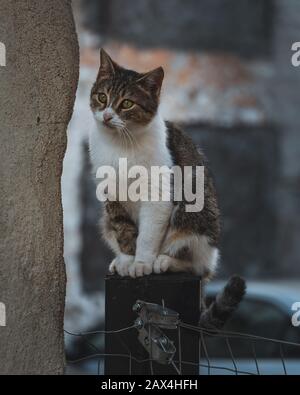 Katze, die auf einem eisernen Zaun neben einer Wand sitzt und von der Kamera wegblickt. Stockfoto