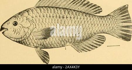 Fische. Fio. 99.-Roter Ziegenfisch oder Salinonete, Paeudupeneus maculalus Bloch.Family MuUida (SunnuUets). Serviert. Es heißt, dass mehr Individuen des Herings (Clupeaharengiis im Atlantik, Clnpca pallasi im Pazifik) als jede andere Art existieren. Der Hering ist ein guter Speisefisch, und wenn er überhaupt läuft, wird er frei gesucht. Laut Bjornson berührt die Heringsschule die Küste von Nonvay, dort ein Dorfbeweis, und das trifft in Schottland, Neufundland zu und Fischt als Nahrung für Den Menschen 139 von Killisnoo in Alaska bis Otaru in Japan und nach Strielok in Sibirien. Schätzung von Goode Stockfoto
