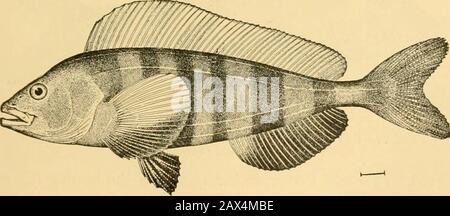 Fische. Abb. 96-Pike, Esox luzius L. Ecorse, ich... Abb. 97.-Atka-Fish, Plcuroyrammus monoptenjgiufi (Pallas). Atka Island. Catfish (Ictalitrns piinctatiis), der Steinbutt (Scophtlialmus maxinms), der Barracuda {SphyrcEna) und der Junge verschiedener Sardinen und Heringe, bekannt als Whitebait. Von großen Fischen dürfen die 138 Fische als Nahrung für Den Menschen Schwertfisch {Xiphias gladius), der Heilbutt (Hippoglossus Hippo-glossis) und der Königslachs oder Quinnat {Oncorhynchus tschawy-tscha als erster gestellt werden. Diejenigen, die sich von rohem Fisch ernähren Stockfoto