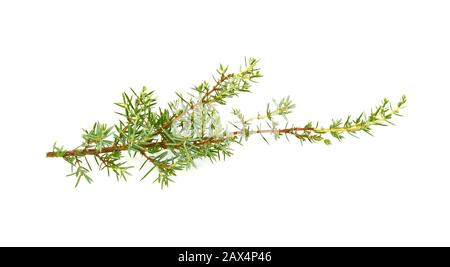 Wacholderpertwig isoliert auf weißem Hintergrund. Stockfoto