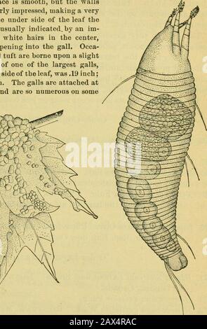 Fünfter Bericht der United States Entomological Commission, einer überarbeiteten und erweiterten Ausgabe des Bulletin NO7 über Insekten, die Wald- und Schattenbäume schädigen. Stockfoto