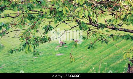 Familie der kanadische Gänse Stockfoto