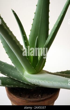 Aloe vera wächst in einem Tontopf. Agave verlässt die Pflanze in Nahaufnahme auf weißem Hintergrund. Marktangebot. Stockfoto