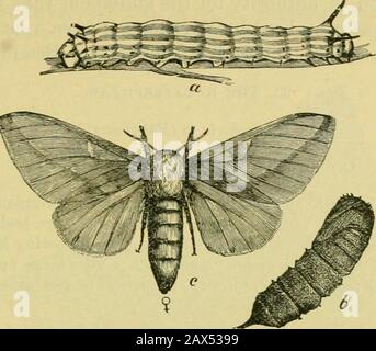 Der fünfte Bericht der United States Entomological Commission, einer überarbeiteten und erweiterten Ausgabe des Bulletin NO7 über Insekten, die Wald- und Schattenbäume schädigen. Sie formende eine blasse, ockergelbliche, dickbodige Motte, die vor allem auf den Vorderflügeln getönt ist, mit einem rosigen Farbton und einer Ausdehnung von etwas mehr als 2 Zoll. Obwohl in den östlichen Staaten dieses Insekt, insbesondere die Motte, nicht üblich ist, haben wir es bis weit nach Osten beobachtet wie Brunswick, Me., wo es sich vom Ahorn ernährt, der Motte, die dort Mitte Juni erscheint; in den westlichen Staaten Illinois, Missouri und Kansas erweist es sich als duringbestimmte Jahre Stockfoto