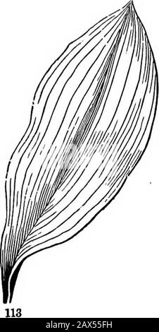 Die Elemente der Botanik für Anfänger und für Schulen . Fia 112. Blatt des Quince: I, Blatt j p, Blattstiel; AT, Stipules. ABSCHNITT 7.] GEWÖHNLICHE BLÄTTER. 51 veined, - Begriffe, die es praktisch zu benutzen ist, obwohl diese Nerres und Venen alle das gleiche sind, und keine Ähnlichkeit mit den Nerven und den Venen der Tiere aufweisen. 129. Netzartig-verhüllte Blätter gehören zu Pflanzen, die ein Paar Samenblätter oder Keimblätter haben, wie z. B. den Ahorn (Abb. 20, 24), Buche (Abb. 33), und. Stockfoto