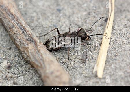 Gewöhnlicher Tigerkäfer (Neocindela tuberculata) Stockfoto