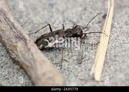 Gewöhnlicher Tigerkäfer (Neocindela tuberculata) Stockfoto