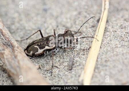 Gewöhnlicher Tigerkäfer (Neocindela tuberculata) Stockfoto