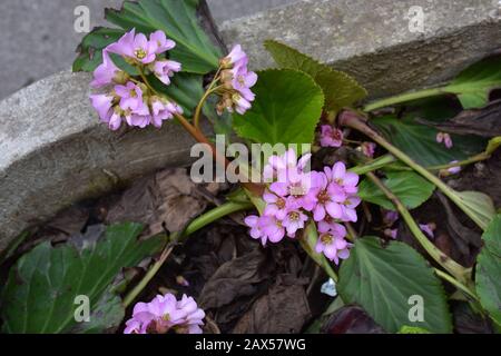 Lila Blumen mit grünen Blättern, umgeben von trockenen Blättern und Beton Stockfoto